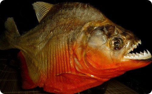 есть красивая Пиранья ? 