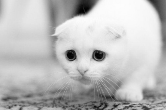 Pēc tavām domām, ar emocijā visbagātākā bilde ir? (: