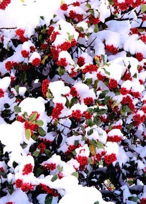 Покажите красивые картинки с снегом?