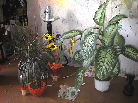 Покажи какие комнатные растение у тебя дома есть сейчас?