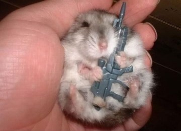 На кого Вы похожи , когда злитесь?