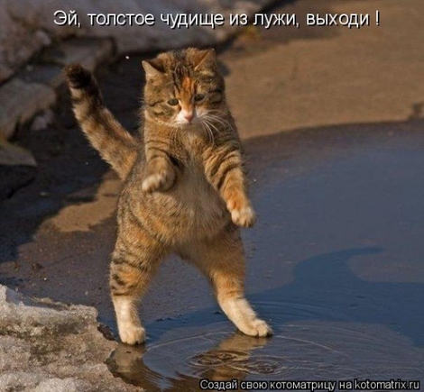 На кого Вы похожи , когда злитесь?
