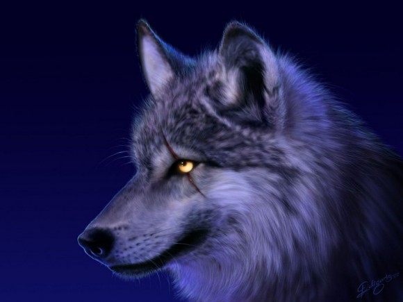 Чертовски красивый волк...