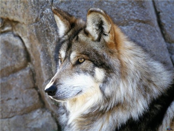 Чертовски красивый волк...