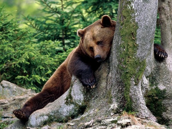Покажите красивые картинки плюшевых медведей :) ?