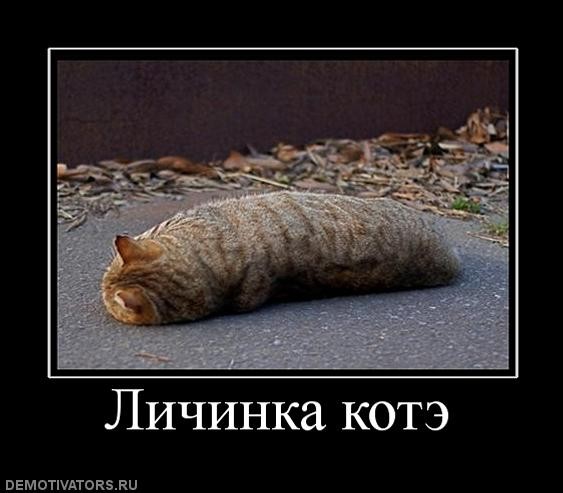 С каким представителем животного мира вы себы ассоциируете?