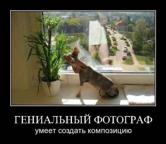 поднимите настроение смешной картинкой