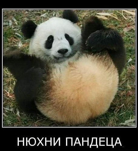 С каким представителем животного мира вы себы ассоциируете?