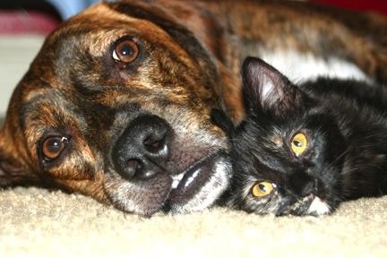 Кошки против собак. Кто лучше?