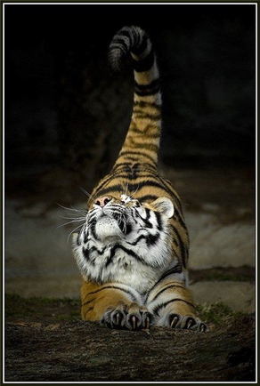 Моё любимое животное - тигр. Порадуйте, пожалуйста!