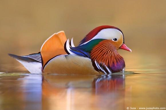 Какие птицы по Вашему - самые красивые ?