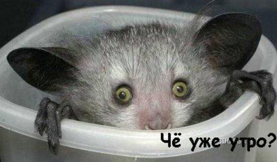 Какое вы животное с утра?