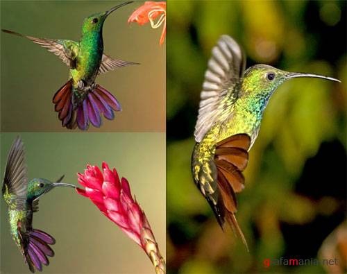 Какие птицы по Вашему - самые красивые ?