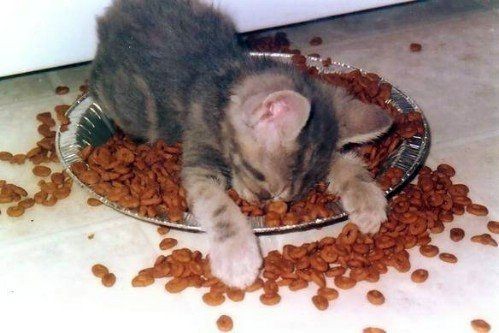 Какое вы животное с утра?