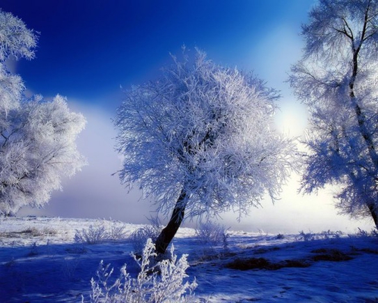 Красивая, по-настоящему Зимняя фото-картинка:).....
