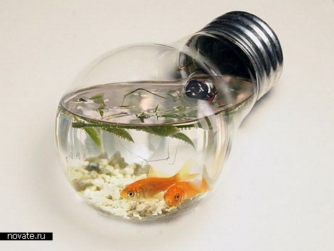 покажите красивый аквариум с рыбкой? 