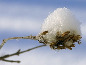 Какой-Он....Снег?:)
