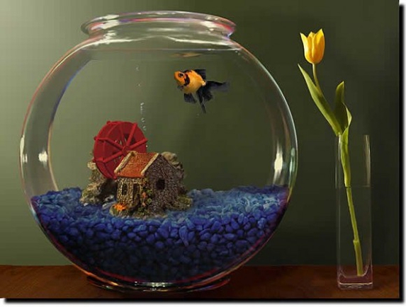 покажите красивый аквариум с рыбкой? 