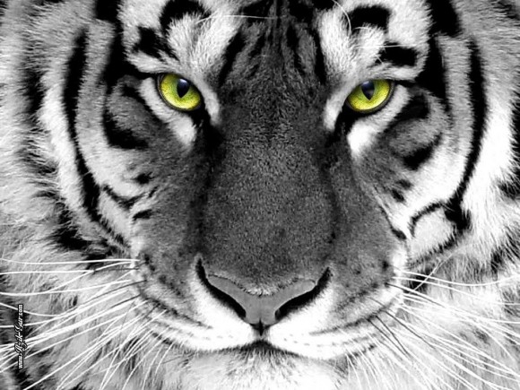 Покажите самую красивую картинку с тигром?..