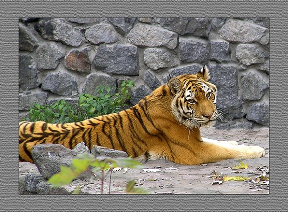 Покажите самую красивую картинку с тигром?..
