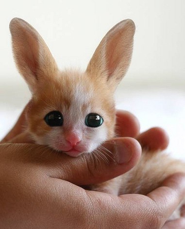 какое вы животное?