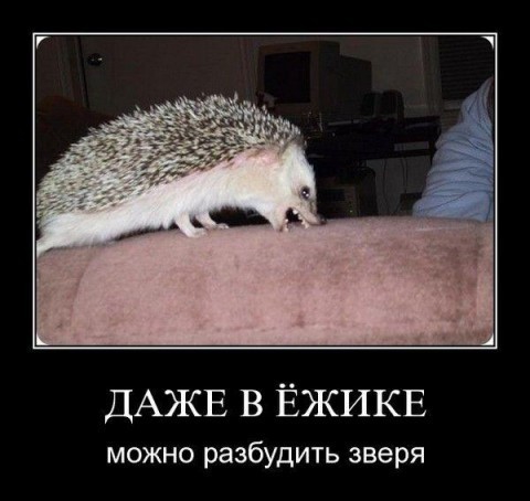 какое вы животное?