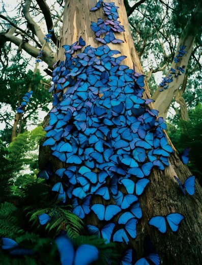 какая бабочка самая красивая для вас?