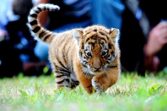 покажите мне красивые или смешные картинки с тиграми?