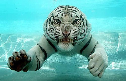 покажите мне красивые или смешные картинки с тиграми?