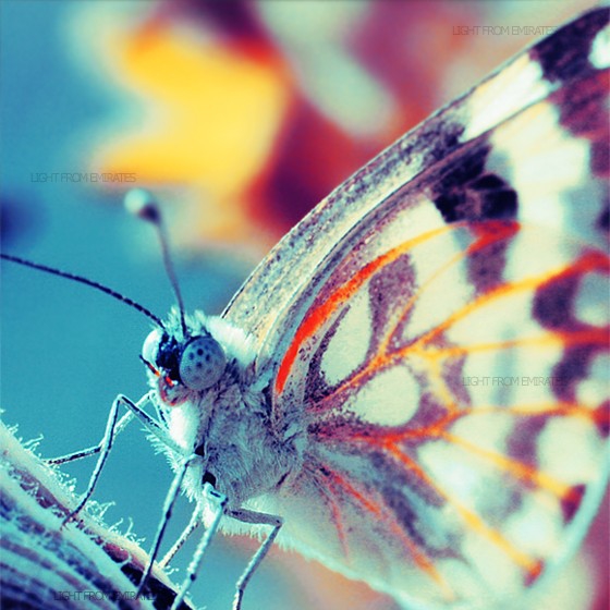 какая бабочка самая красивая для вас?