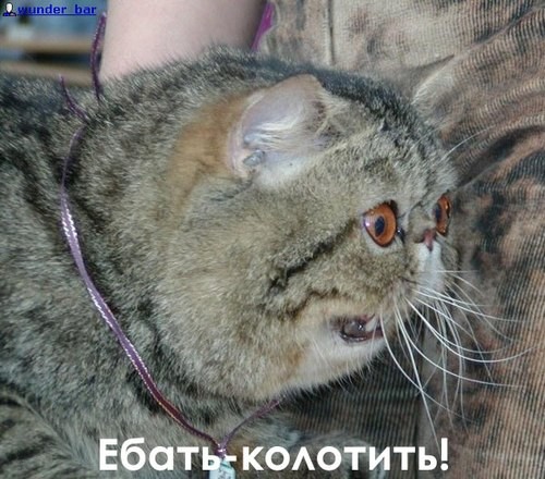 покажите шок?