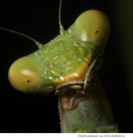 Какое насекомое самое противное по внешнему виду?