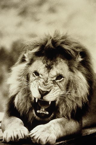 Какой зверь характеризует твой характер в гневе)? 