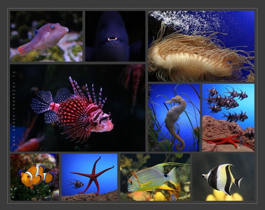 Какие самые красивые экзотические рыбки?
