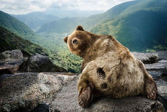 покажите картины с медведями ?