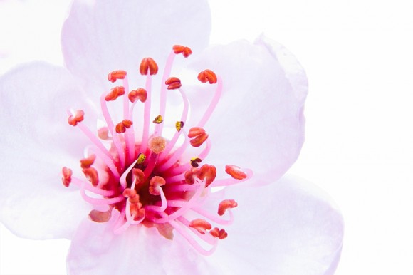 Покажите красивые фотографии цветущей сакуры.