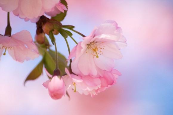 Покажите красивые фотографии цветущей сакуры.