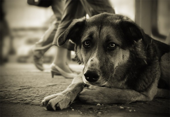 А у вас есть трогательные фото собак, способных зацепить людское сердце? Поделитесь?