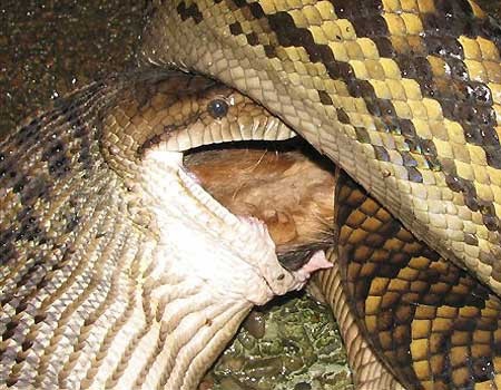 Покажите змею, которая кушает?
