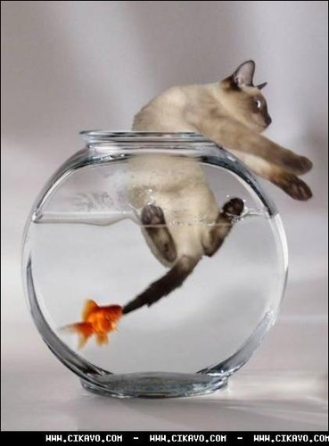 Киньте сюда картинки, которые вас улыбнули?