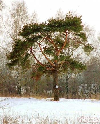 Ja ziemassvētkos egles vietā nestu citu koku mājās, kurš tas būtu? 