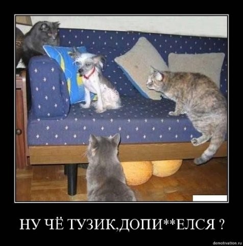 Киньте сюда картинки, которые вас улыбнули?