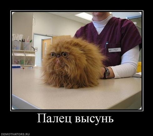 Киньте сюда картинки, которые вас улыбнули?