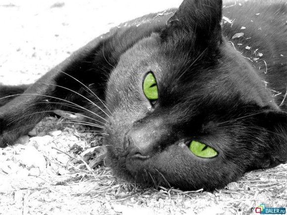 Чёрная кошка... Покажите её красоту?