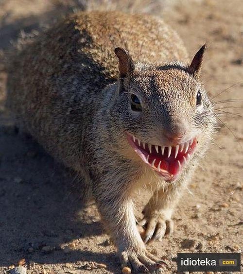 Зубки покажите?