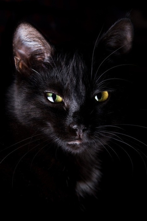 Чёрная кошка... Покажите её красоту?