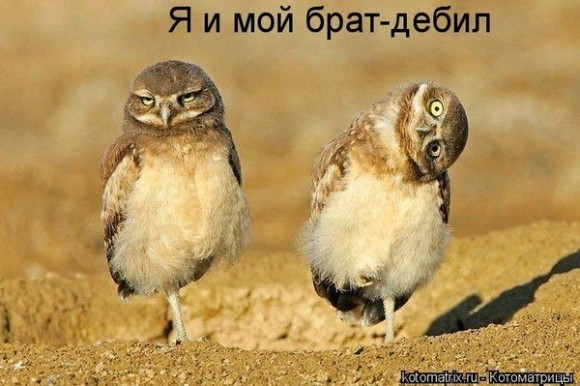Киньте сюда картинки, которые вас улыбнули?