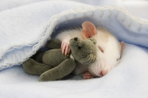 Ka izskatas miega pele,vai ziilonis kas nu kuram =D