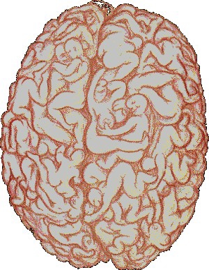 Как выглядит сожранный мозг?