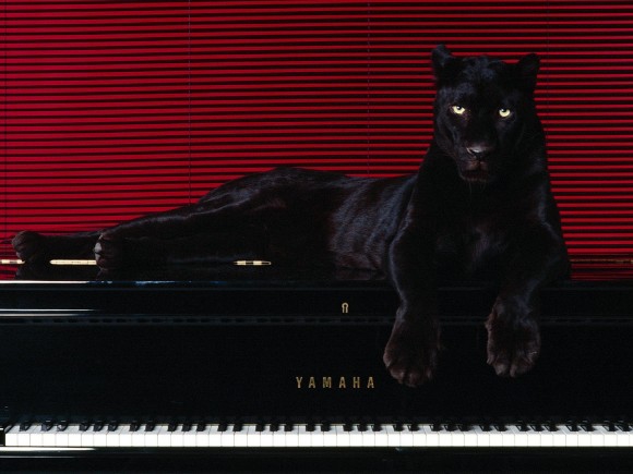 Покажите элегантную, изящную черную кошку
